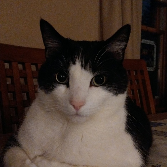 Meet your Posher, Mitchell - Picture 1 of 1